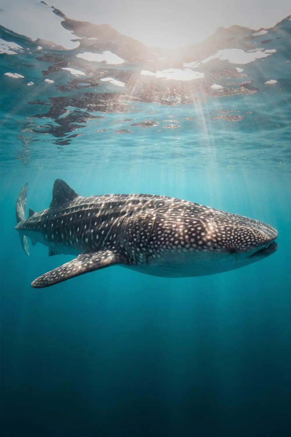 Diving At Rote Island 2