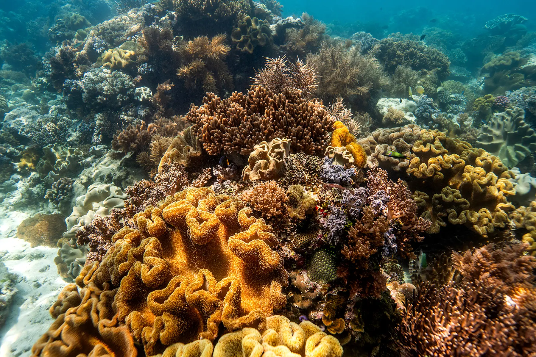Rote Island Coral Reef