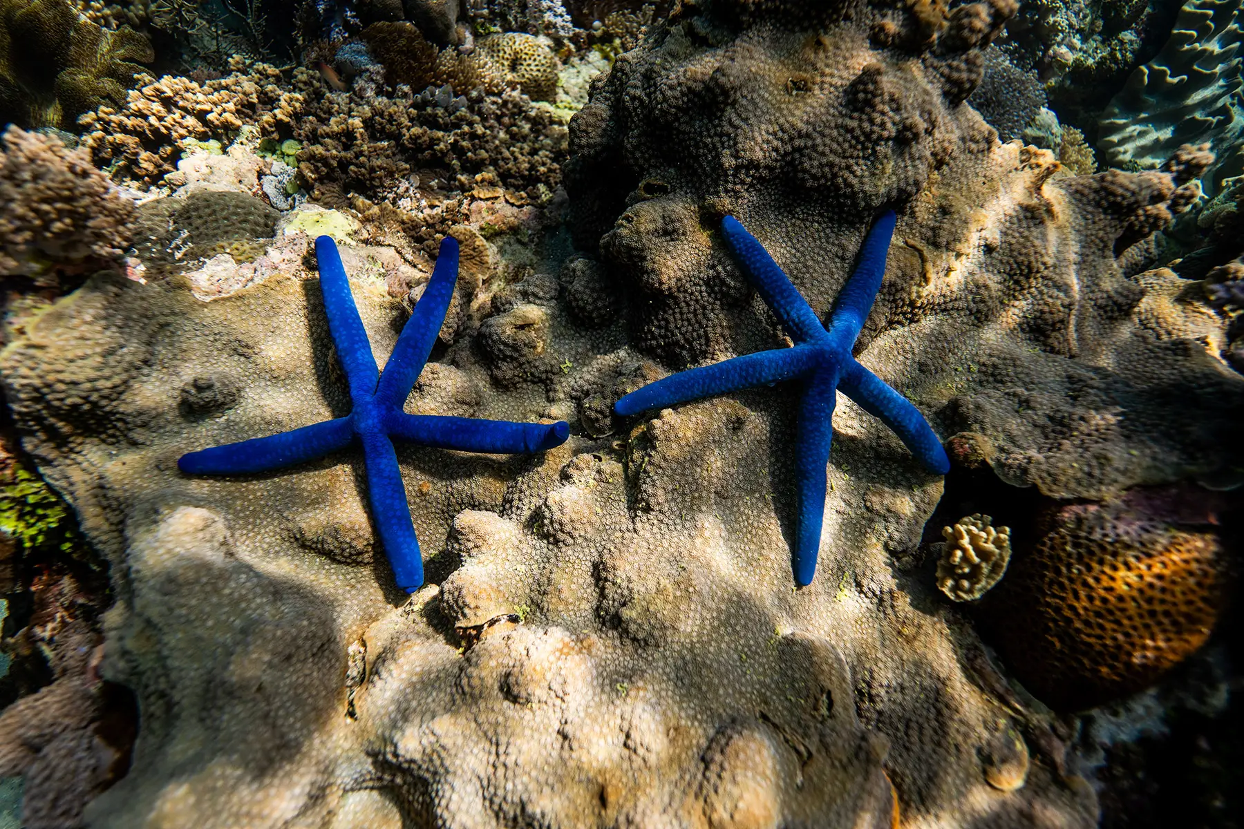 Rote Island Diverse Marine Life Blue Sea Stars
