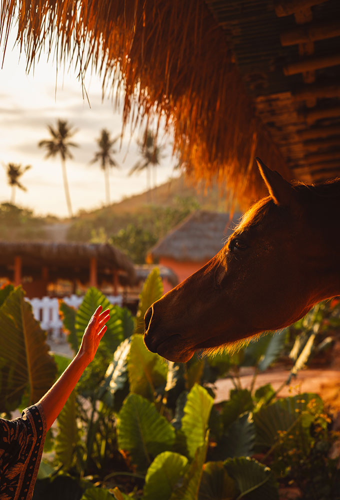 A guest reaches out to gently connect with a Sumba horse under the thatched roof of Sandalwood Stables at NIHI Sumba during golden hour, capturing a quiet moment of connection.