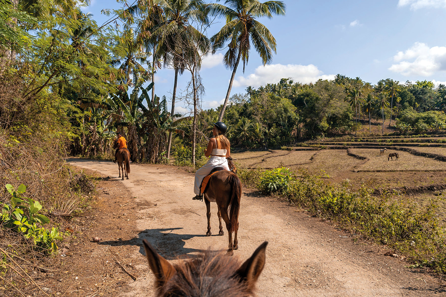 Guests trail riding Sumbanese horses through rice fields and jungle paths near NIHI Sumba, surrounded by palm trees and local farmland during a guided equestrian excursion from Sandalwood Stables.