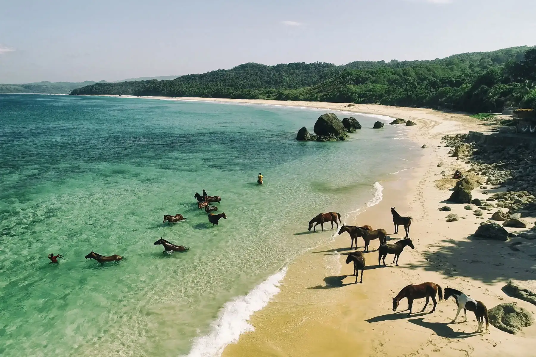 Swimming with horses in Sumba