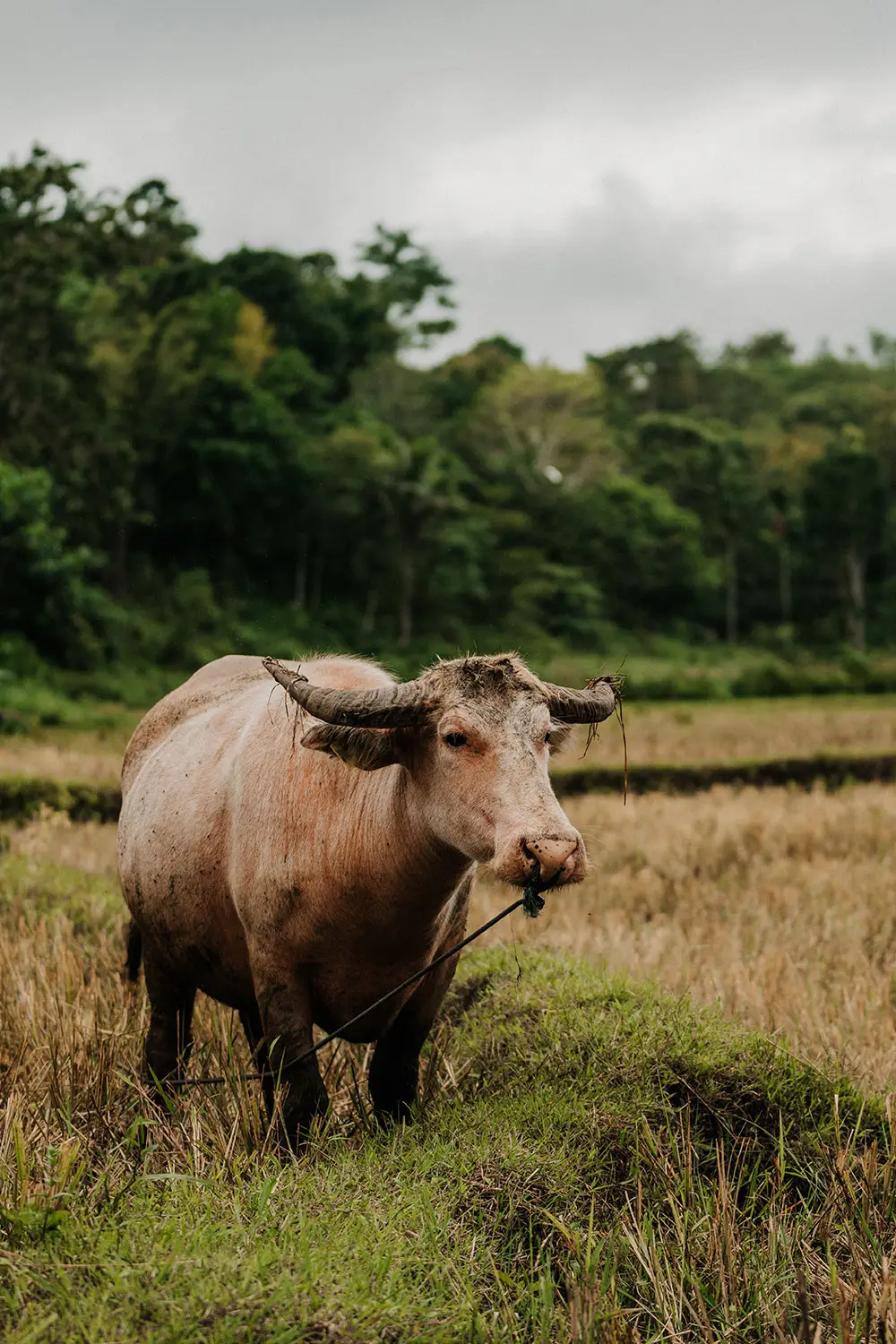 A water buffalo grazing in the rice fields of rural Sumba, showcasing the island's agricultural landscape.