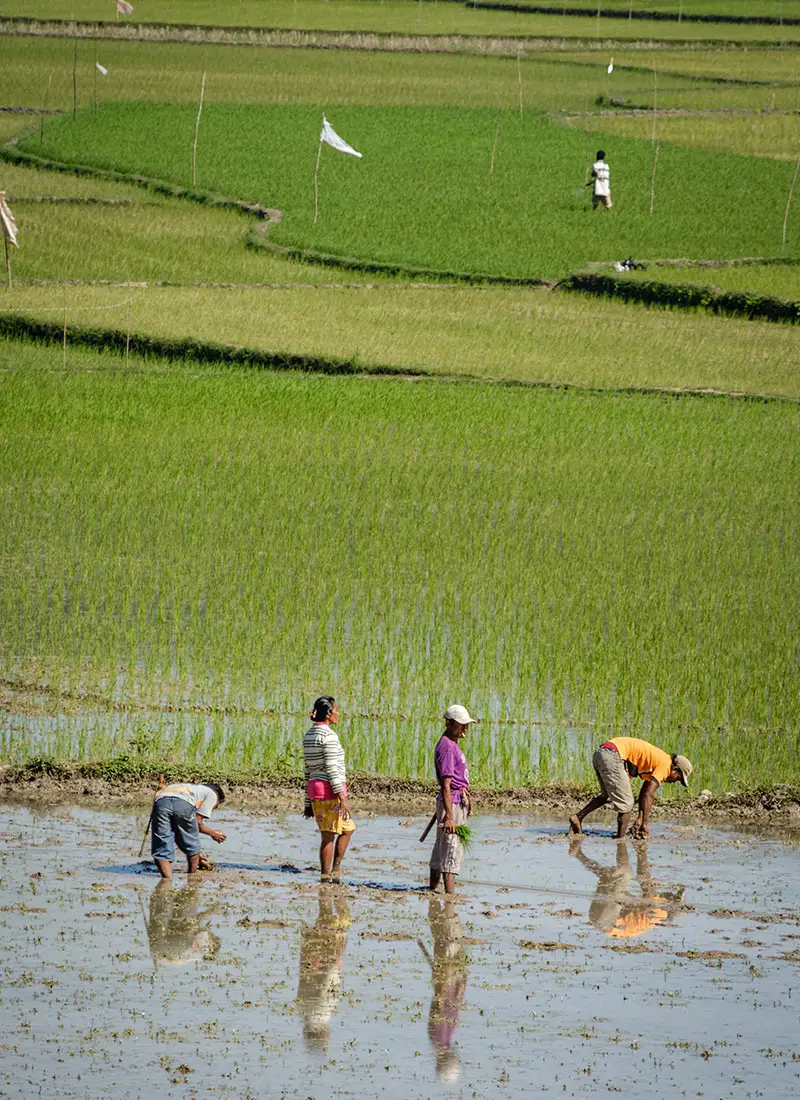 Rice Island Trekking 2