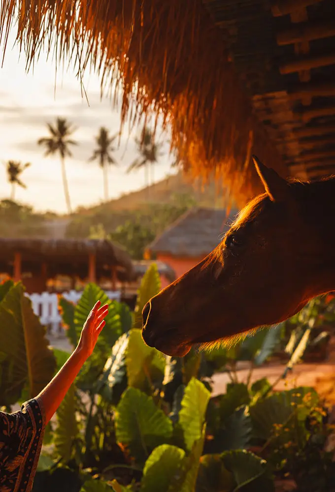 A guest reaches out to gently connect with a Sumba horse under the thatched roof of Sandalwood Stables at NIHI Sumba during golden hour, capturing a quiet moment of connection.