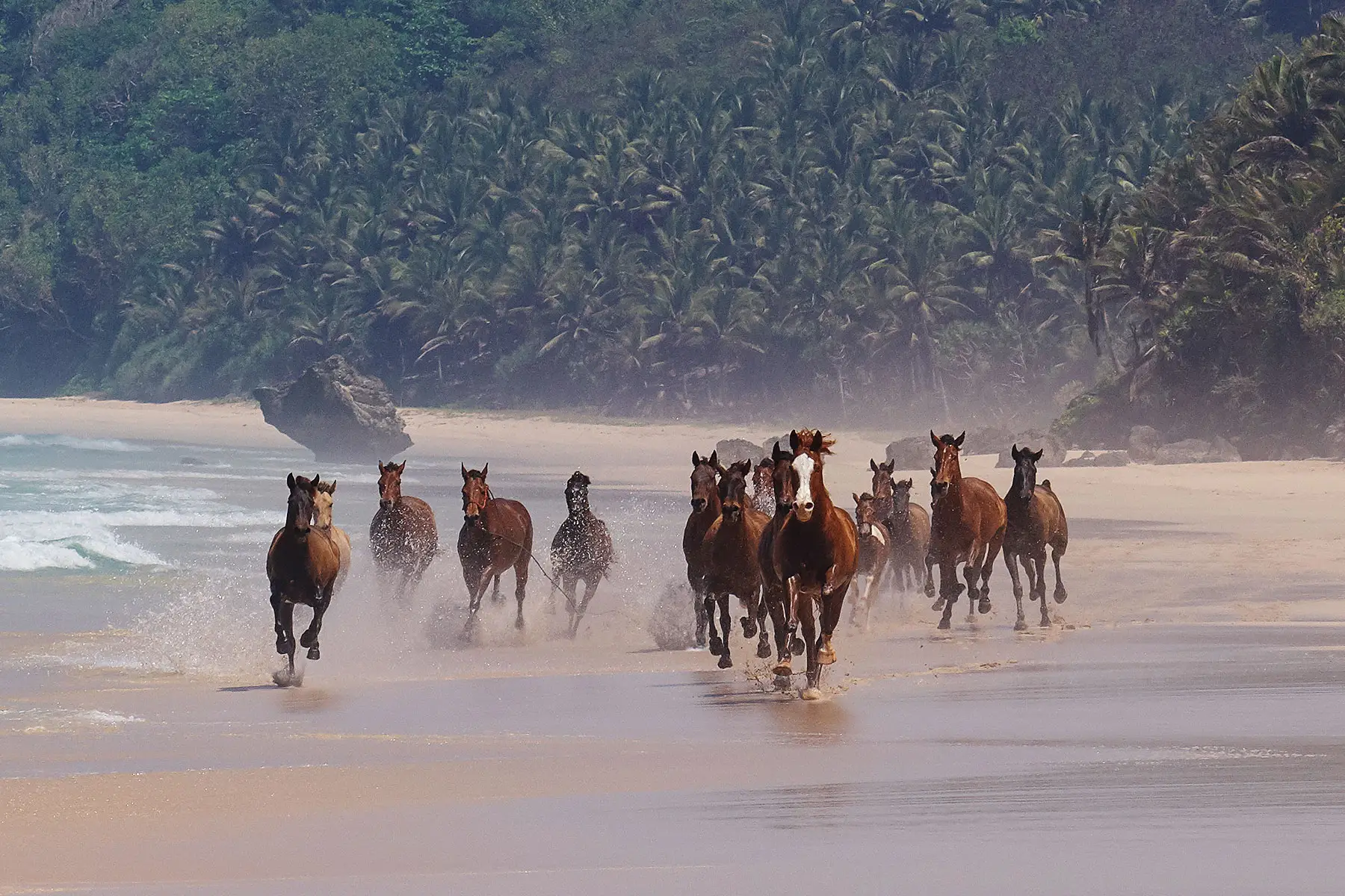 Horses Running On Nihiwatu Beach