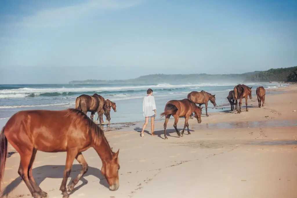 Guest walking alongside Sumba horses during their natural beach stroll at NIHI Sumba, where guests are welcome to interact with the horses in an organic and unstructured way.
