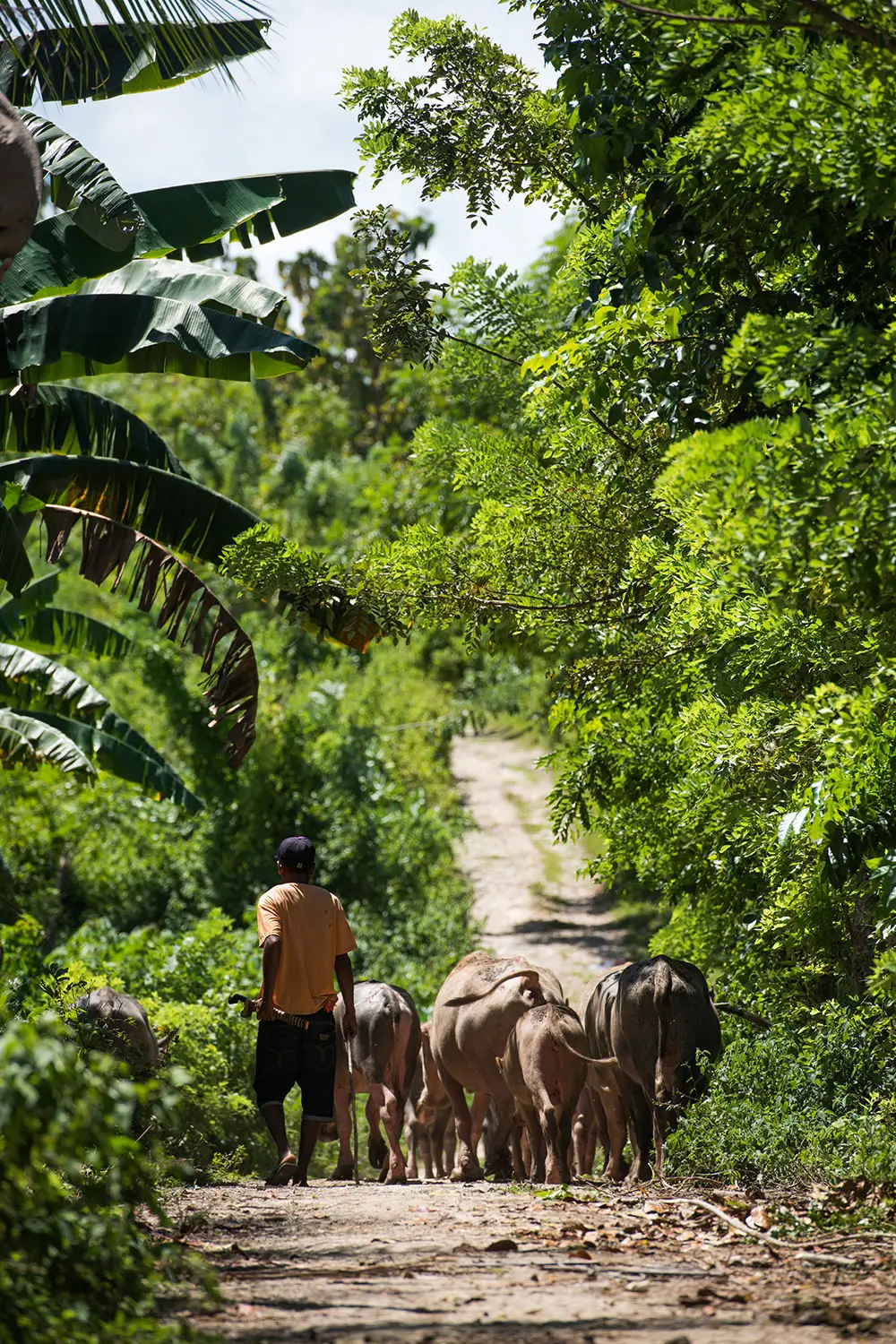 Local Sumbanese man herding a group of buffalo along a sunlit jungle path, symbolizing traditional livelihoods and rural life supported by the Sumba Foundation’s community-focused initiatives.