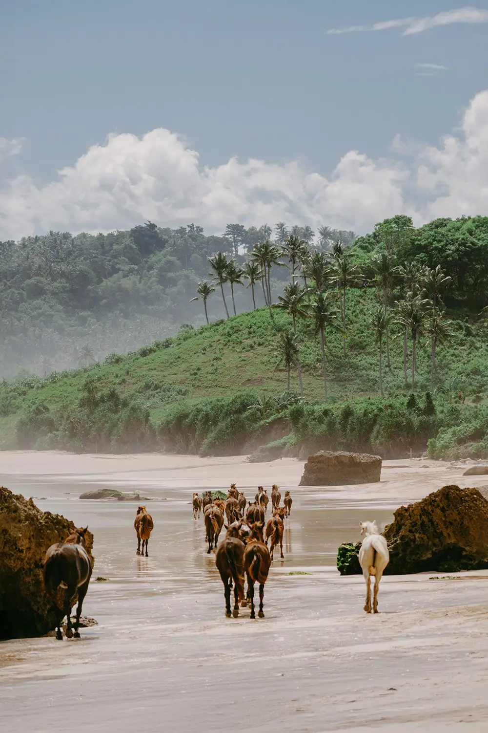 Horses Running At Sumba Beach