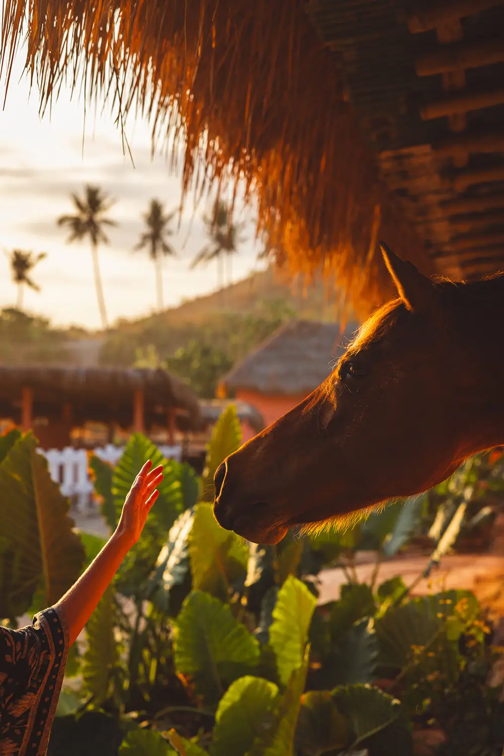 Equine Wellness Nihi Sumba