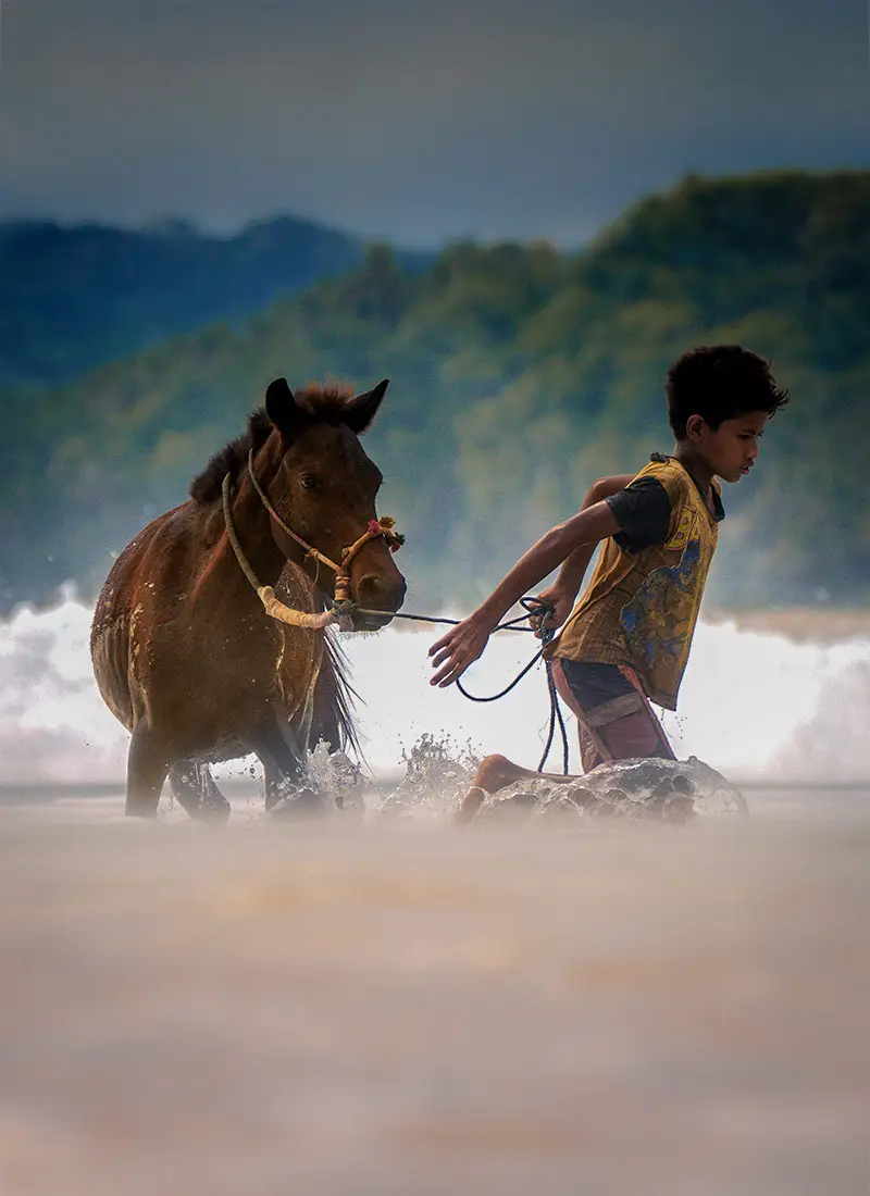 Sumba Horse Project 10