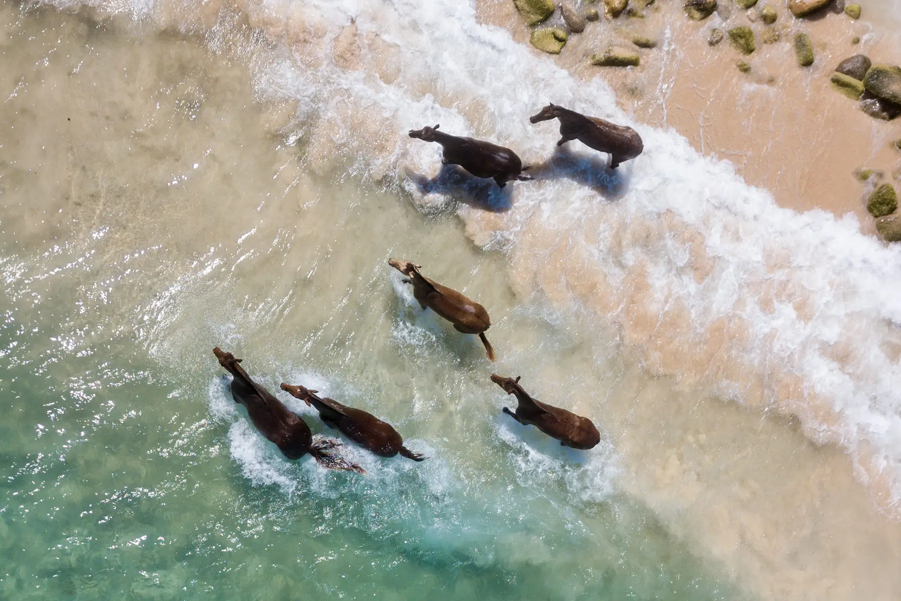 Sumba Horse Project 4