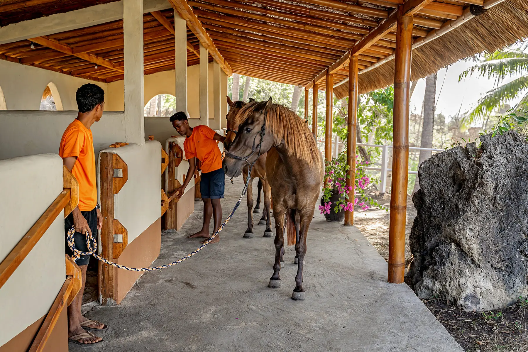 Sumba Horse Project 6