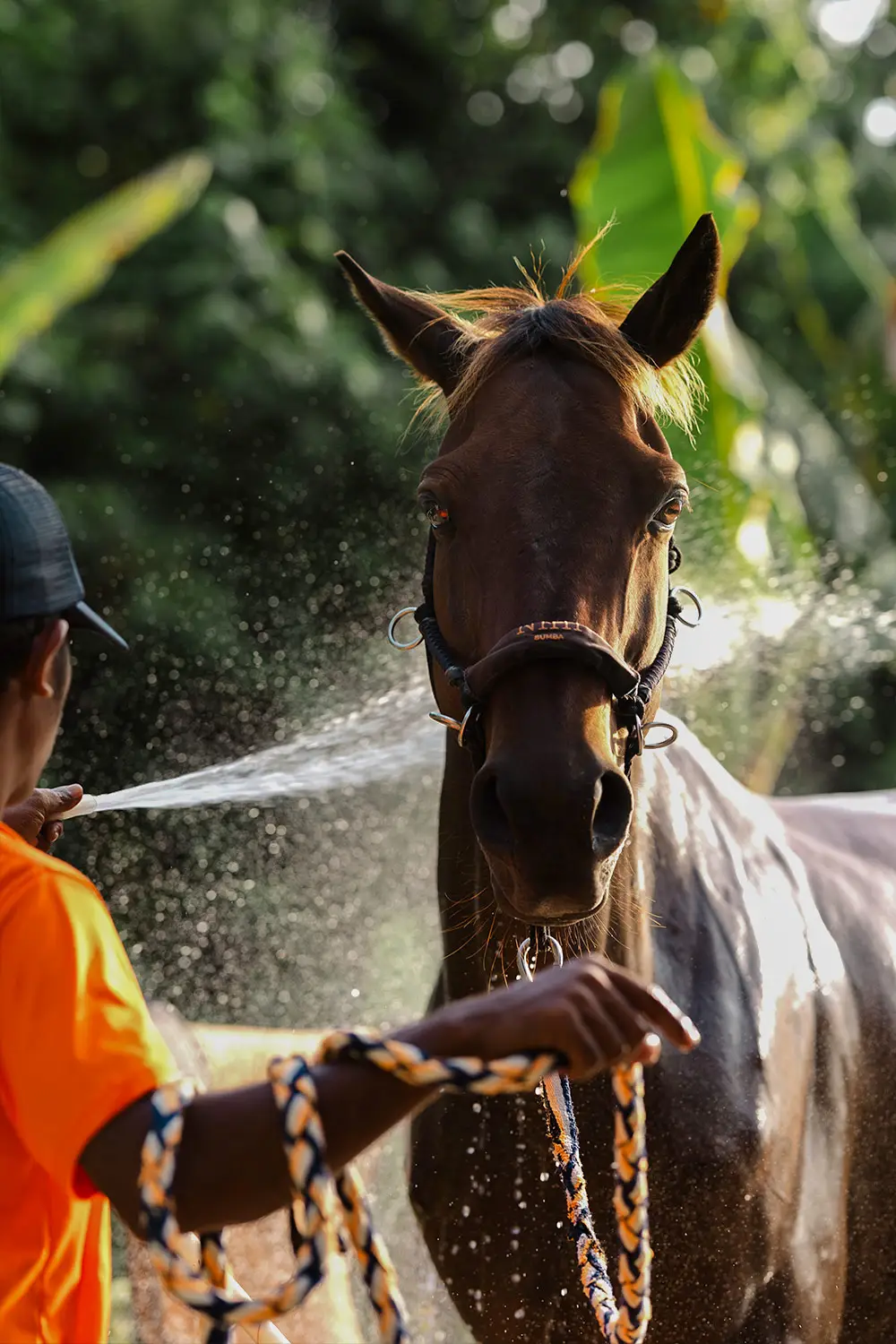 Sumba Horse Project 7