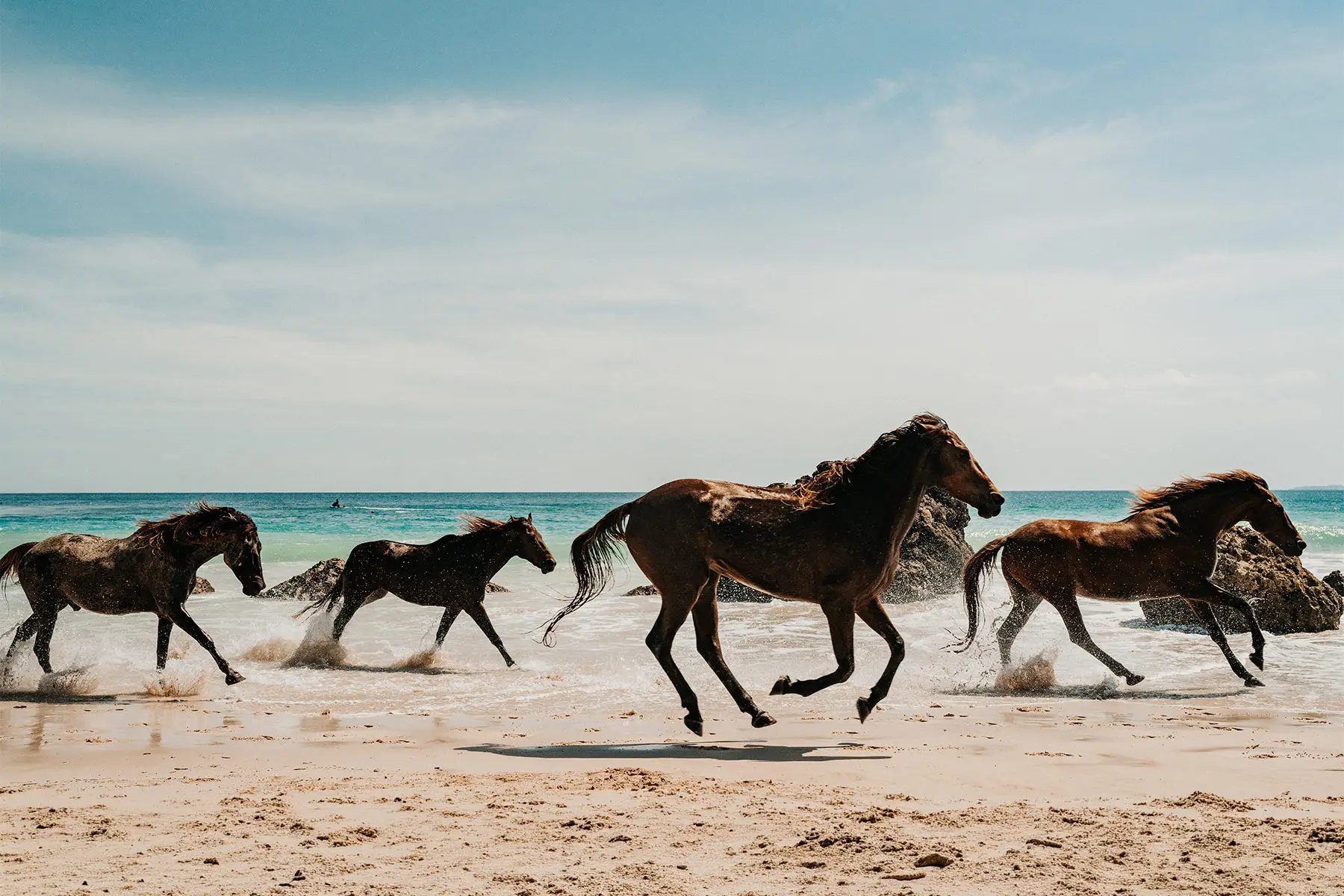 Sumba Horse Project