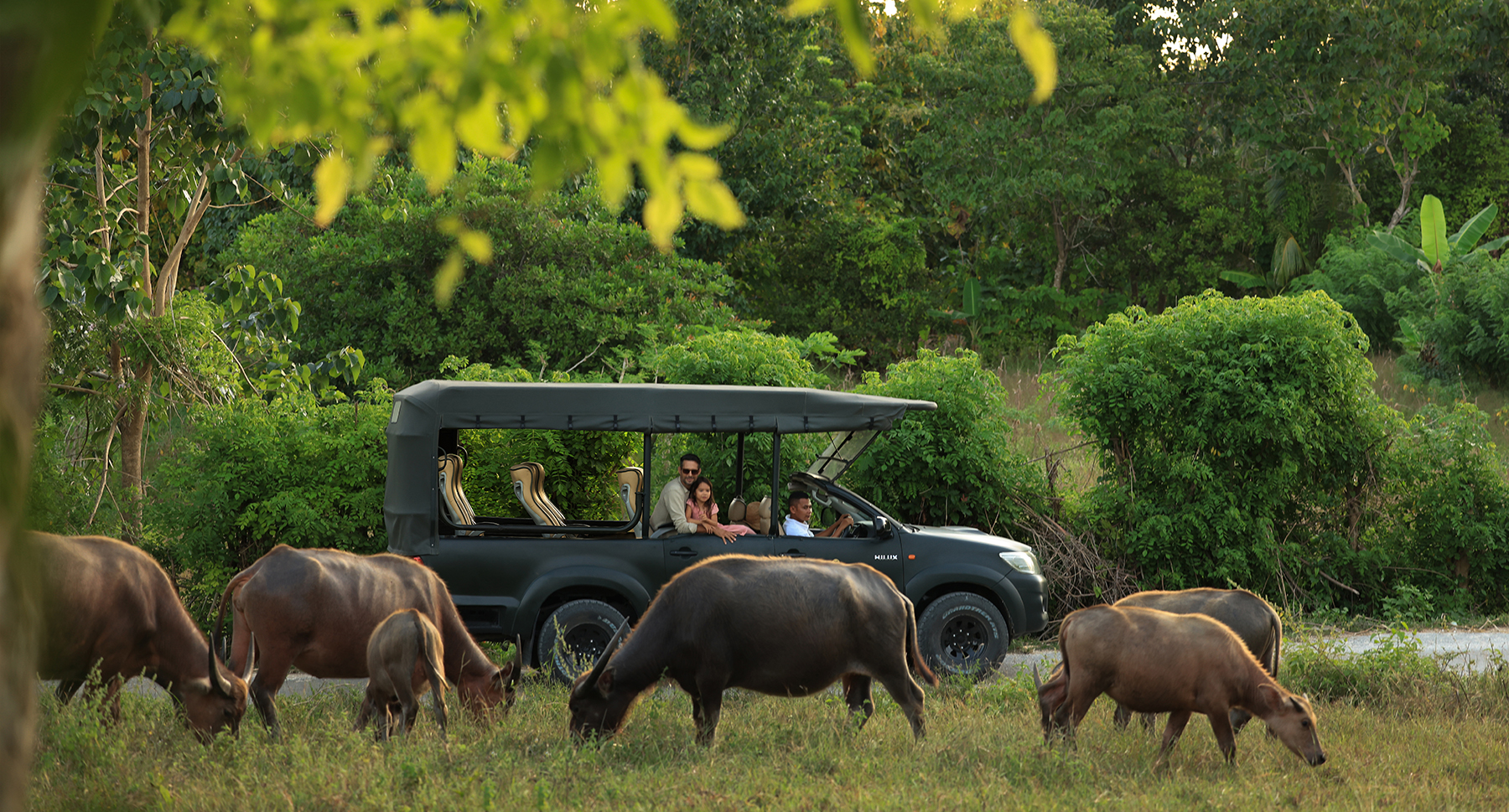 NIHISumba_CompOffers_BuffalosSafari_Cover