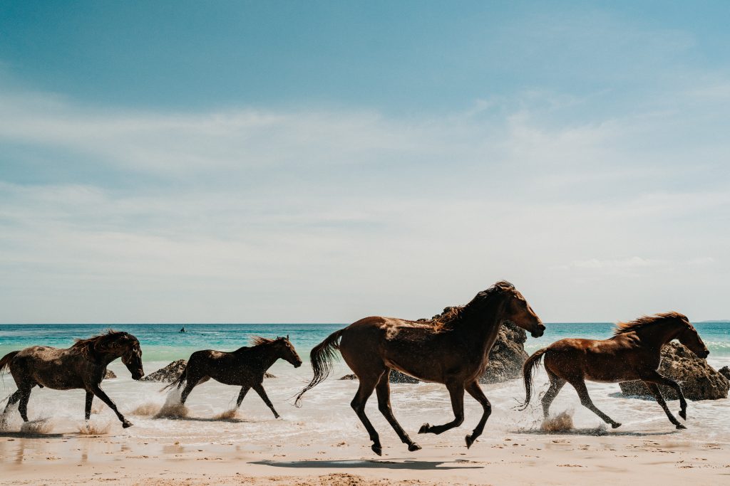 wild horses running on beach - equine therapy