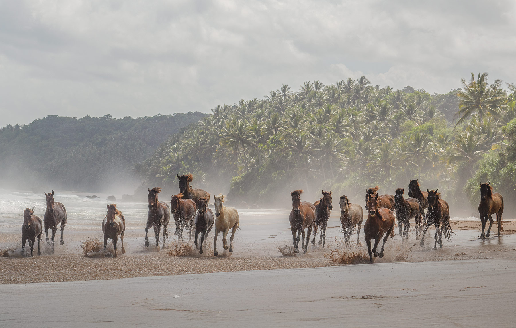 Year-of-the-Fire-Horse-at-NIHI-Hero