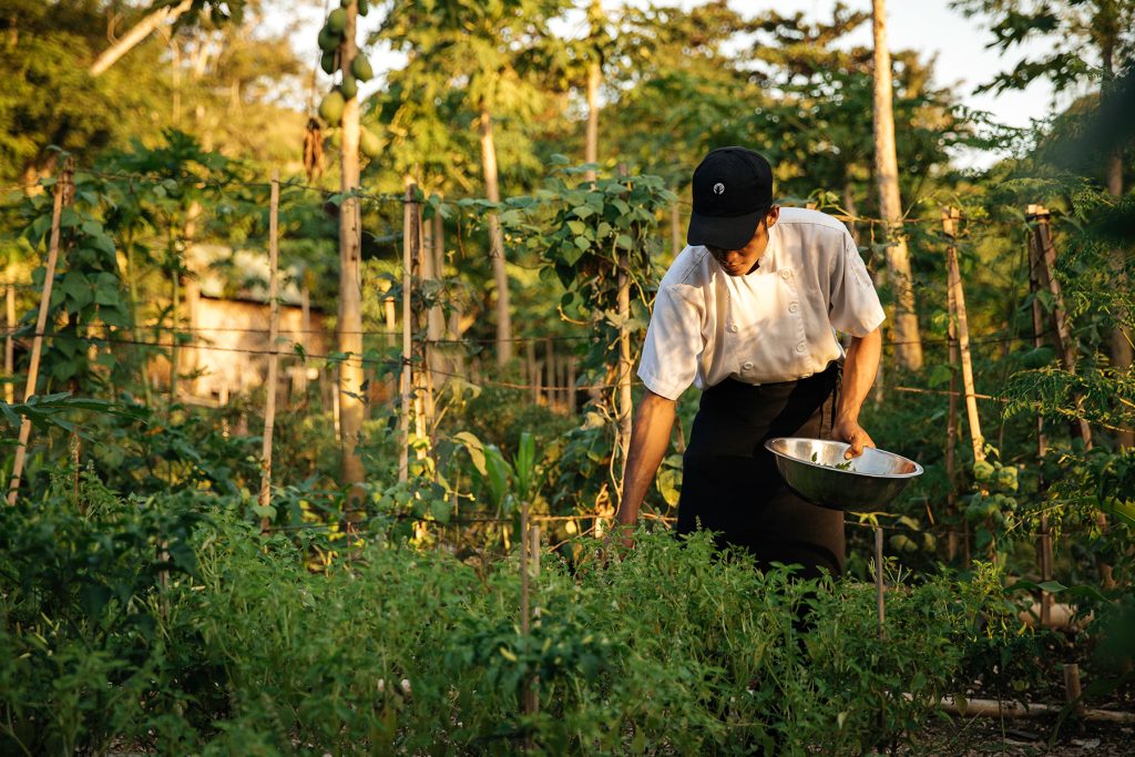 Picking ingredients from NIHI Sumba garden