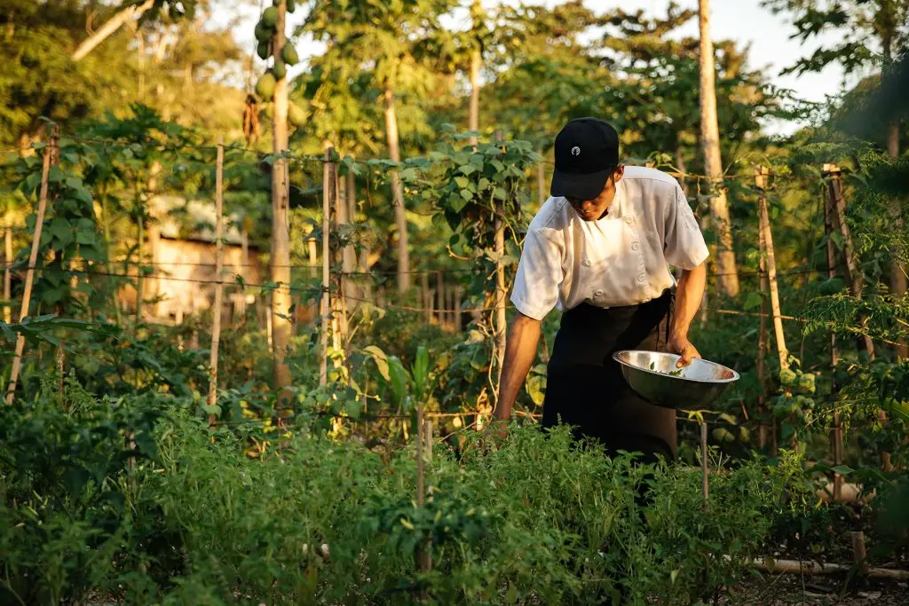 Picking ingredients from NIHI Sumba garden