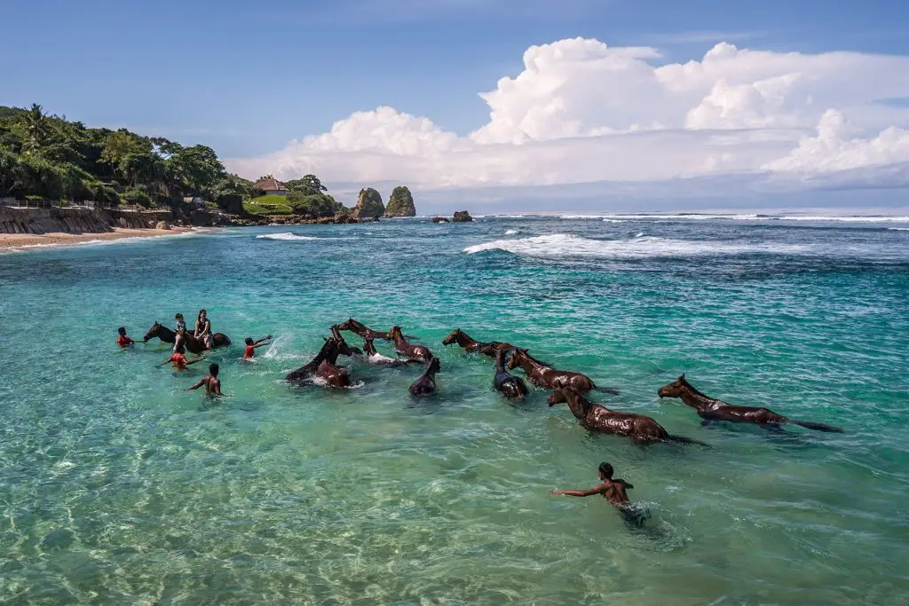 Swimming with horses, NIHI Sumba